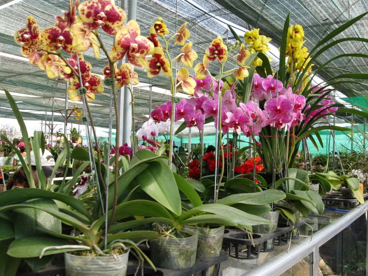 Picture 2 of Instructions on how to take care of lake orchid after Tet