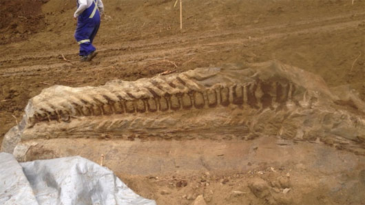 Picture 1 of Intact fossil dinosaur tail discovered