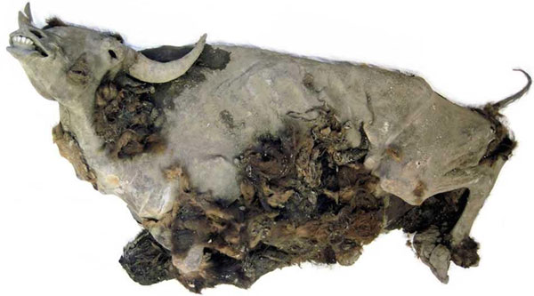 Picture 1 of Intact wild boar buried 10,000 years