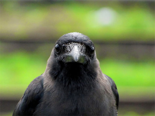 Picture 1 of Intelligence of animals