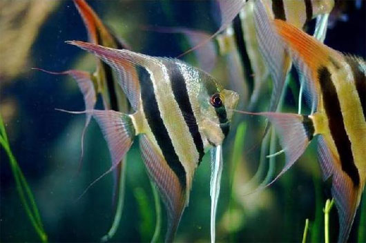 Picture 2 of Intelligence of animals