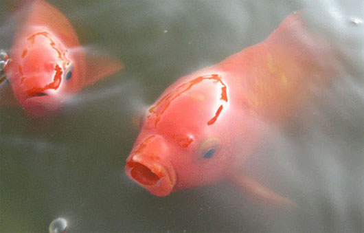 Picture 3 of Intelligence of animals