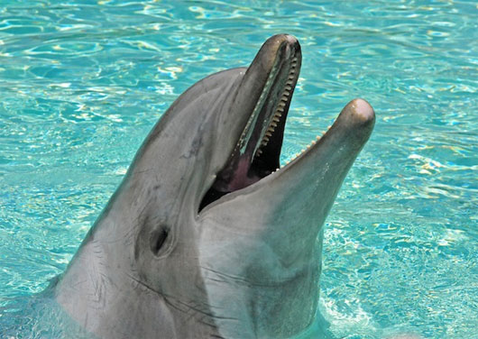 Picture 4 of Intelligence of animals