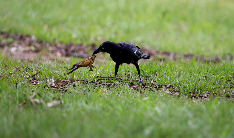 Picture 1 of Intelligent crows seek to eat poisonous sugar cane toad meat