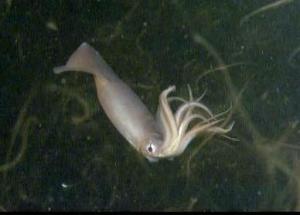 Interesting characteristic of the squid species images 1