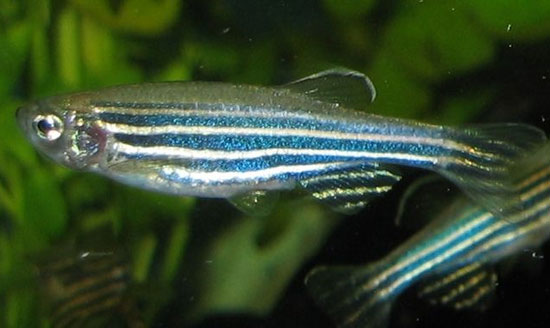 Picture 1 of Interesting discovery about the strategy of maintaining the breed of horse striped fish