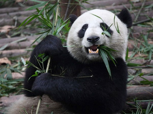 Picture 1 of Interesting discovery about the sweet taste of pandas