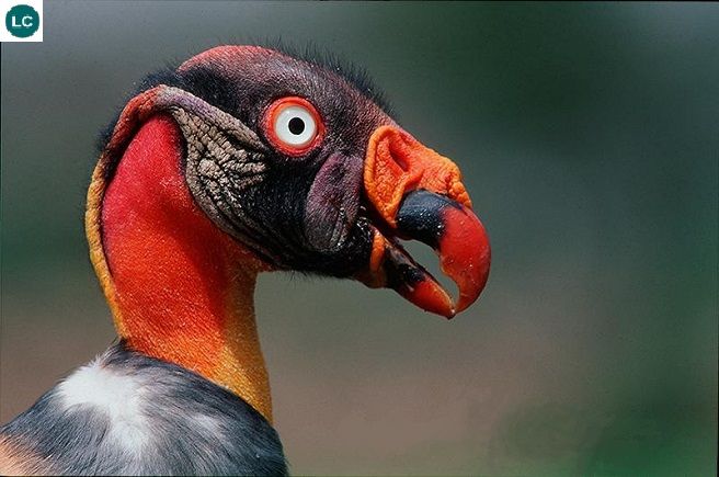 Picture 2 of Interesting discovery of ancient animal species