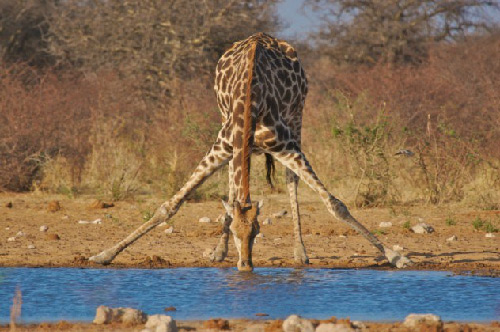 Picture 5 of Interesting discovery of ancient animal species