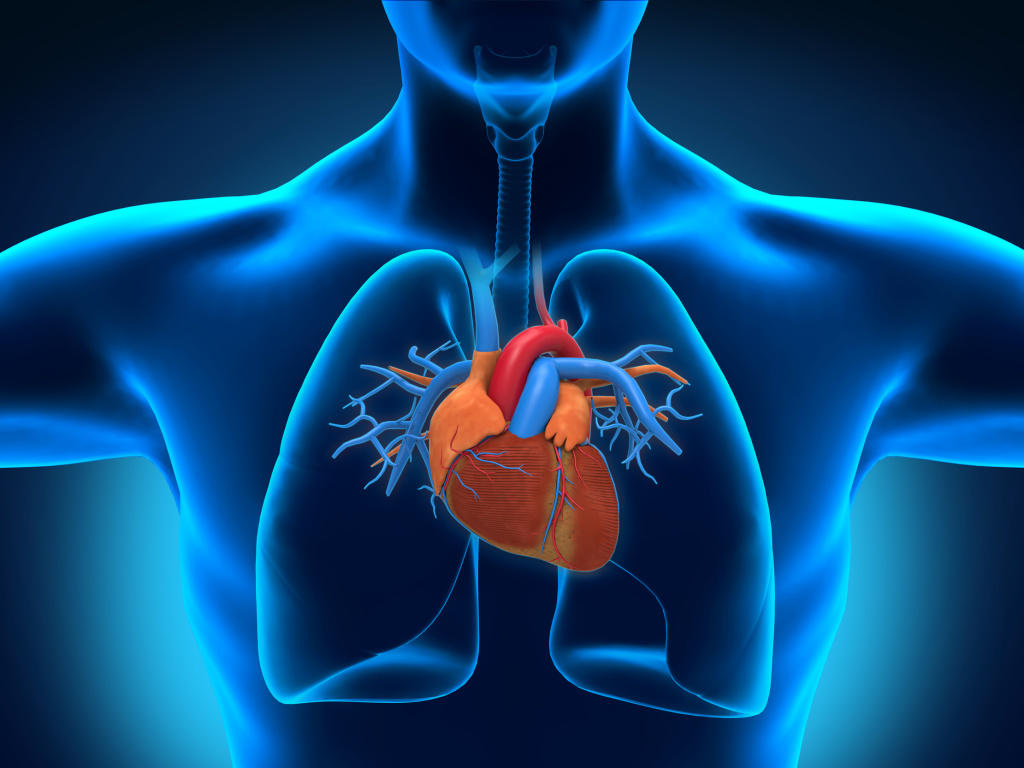 Picture 6 of Interesting discovery of human circulatory system
