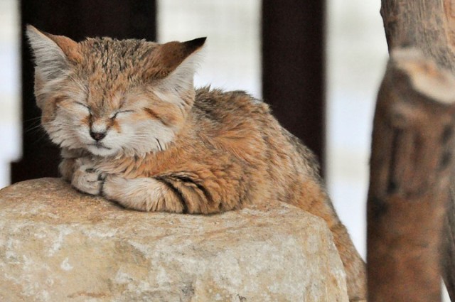 Picture 1 of Interesting discovery of the only cat that can live in the desert