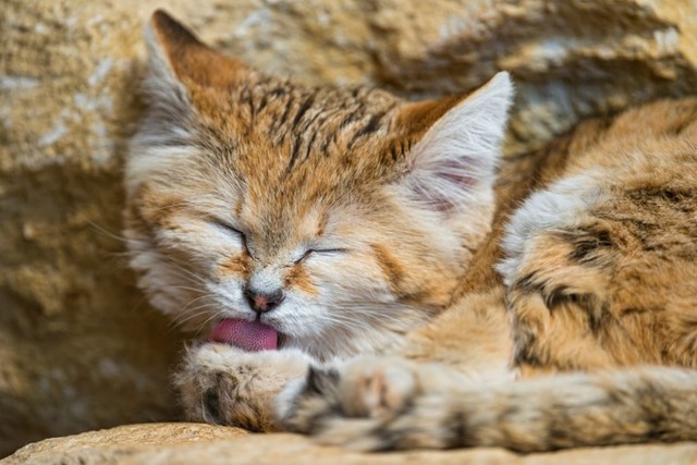 Picture 2 of Interesting discovery of the only cat that can live in the desert