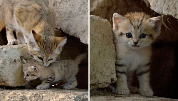 Picture 3 of Interesting discovery of the only cat that can live in the desert