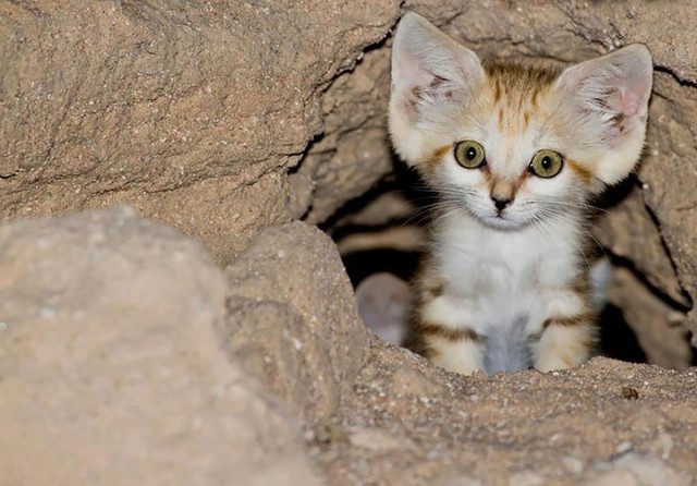 Picture 4 of Interesting discovery of the only cat that can live in the desert