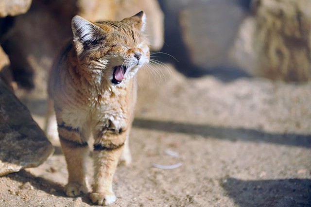 Picture 5 of Interesting discovery of the only cat that can live in the desert