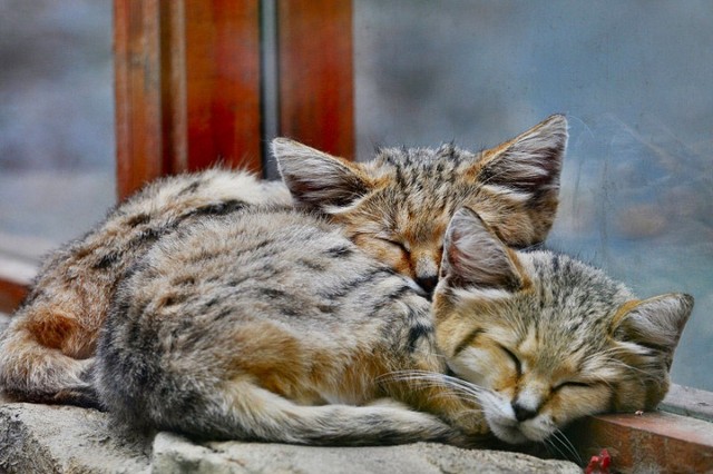 Picture 6 of Interesting discovery of the only cat that can live in the desert