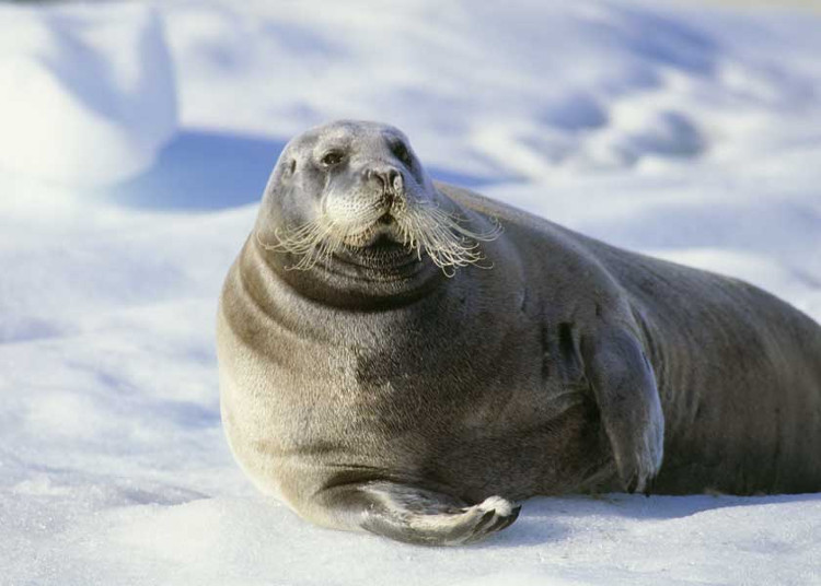 Picture 3 of Interesting facts about animals living in the Arctic