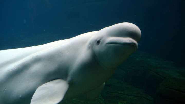 Picture 4 of Interesting facts about animals living in the Arctic