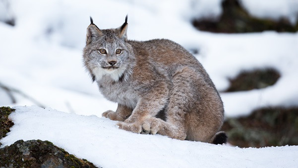 Interesting facts about animals living in the Arctic