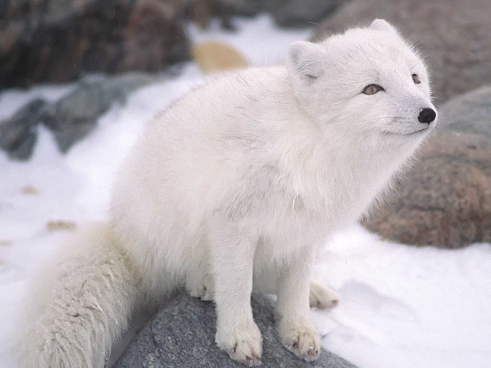 Picture 7 of Interesting facts about animals living in the Arctic
