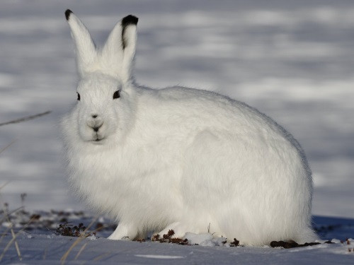 Picture 8 of Interesting facts about animals living in the Arctic