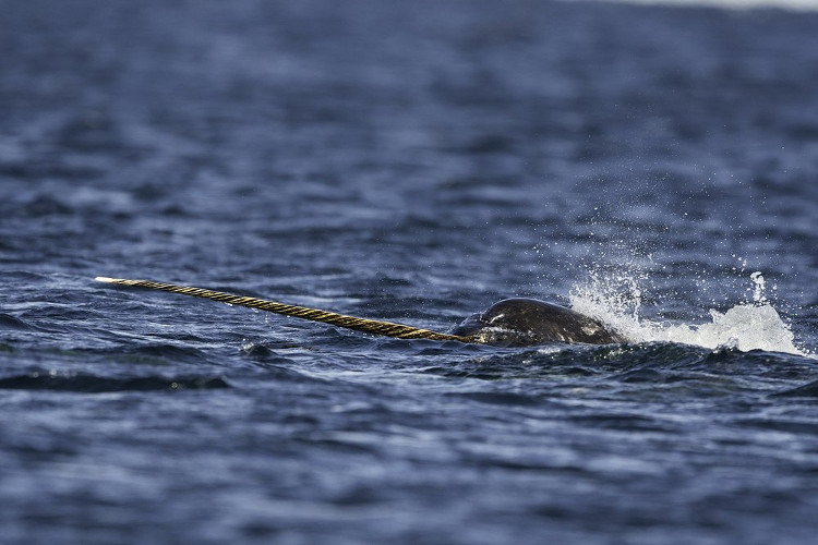 Picture 9 of Interesting facts about animals living in the Arctic