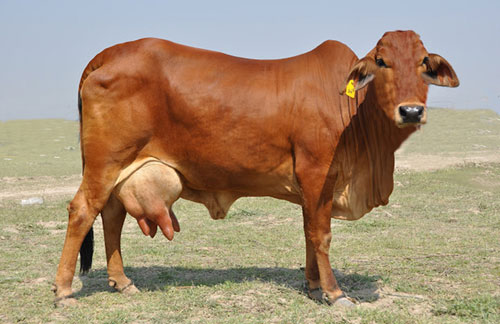 Picture 4 of Interesting facts about animals