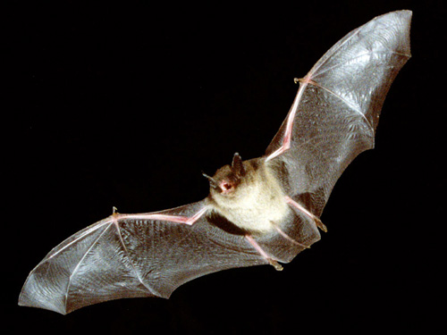 Picture 5 of Interesting facts about animals