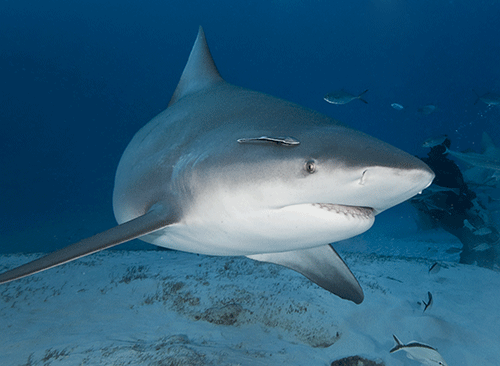 Picture 6 of Interesting facts about animals
