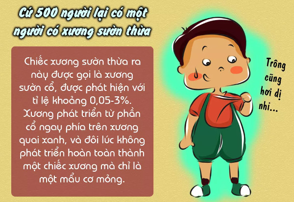 Picture 10 of Interesting facts about bones are not well known