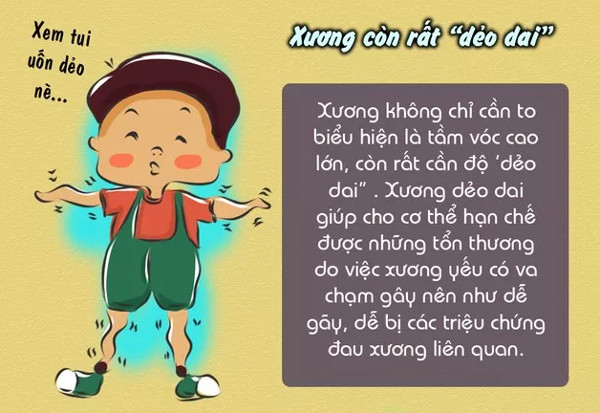 Picture 11 of Interesting facts about bones are not well known