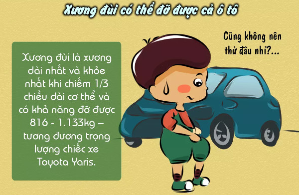 Picture 8 of Interesting facts about bones are not well known
