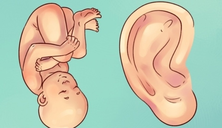 Picture 7 of Interesting facts about ears most people don't know