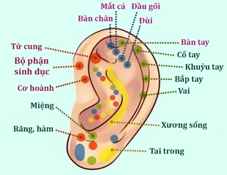 Picture 8 of Interesting facts about ears most people don't know