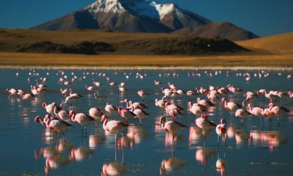 Picture 2 of Interesting facts about flamingos