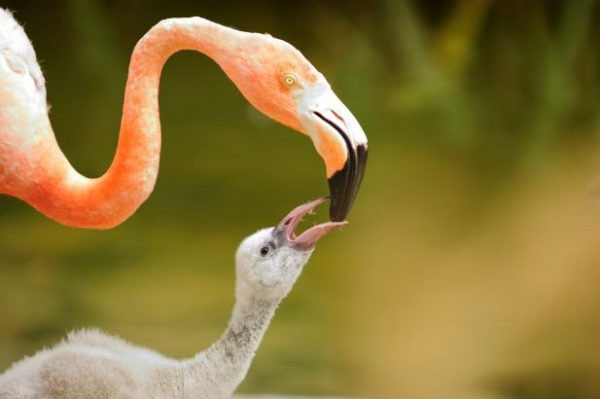 Picture 3 of Interesting facts about flamingos