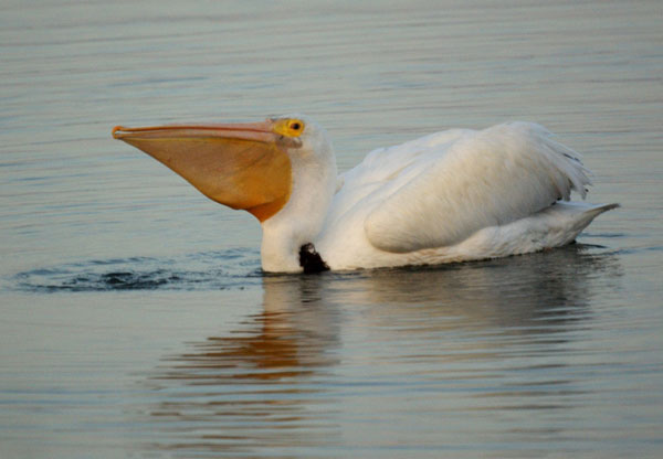 Picture 3 of Interesting facts about giant birds