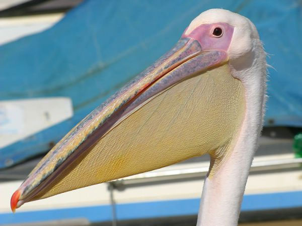 Picture 4 of Interesting facts about giant birds
