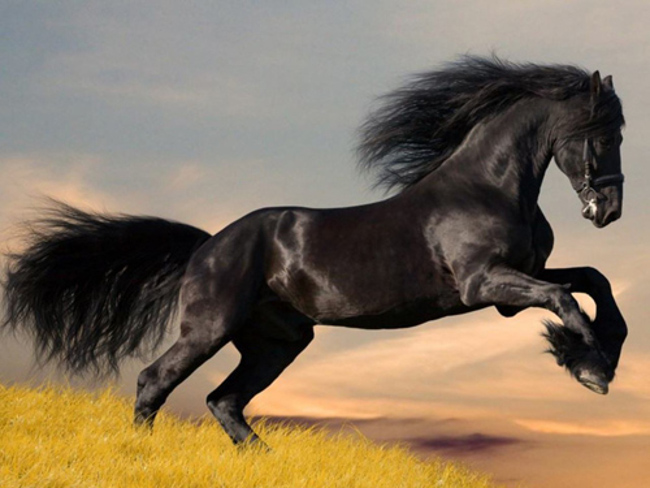 Picture 2 of Interesting facts about horses