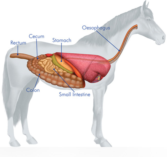 Picture 3 of Interesting facts about horses