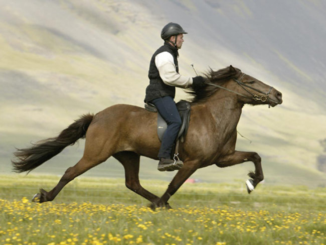 Picture 4 of Interesting facts about horses