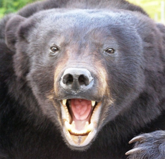 Picture 4 of Interesting facts about little-known bears