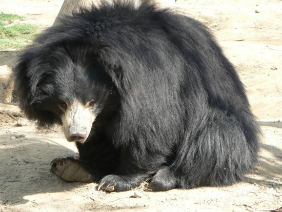 Picture 6 of Interesting facts about little-known bears