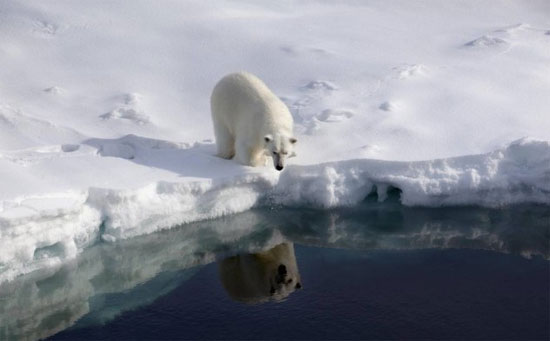 Picture 7 of Interesting facts about little-known bears