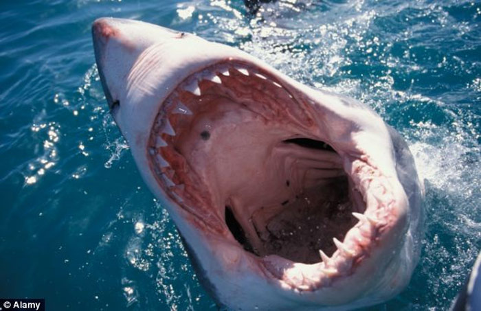 Picture 3 of Interesting facts about sharks surprise you