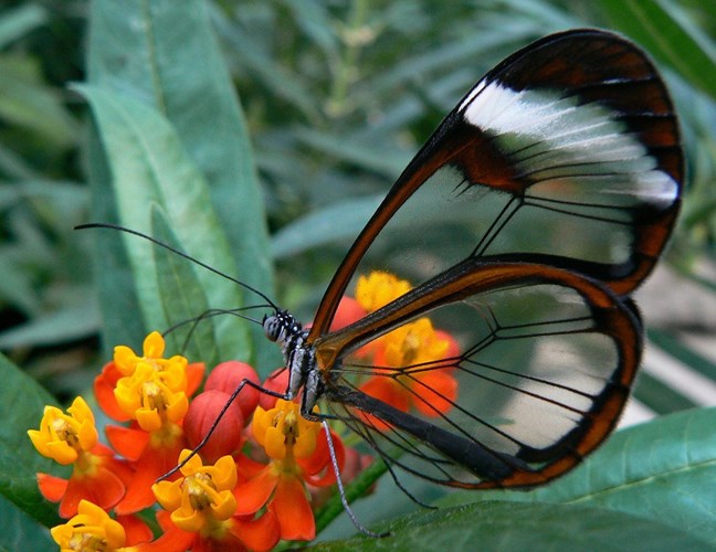 Picture 7 of Interesting facts that few people know about butterflies