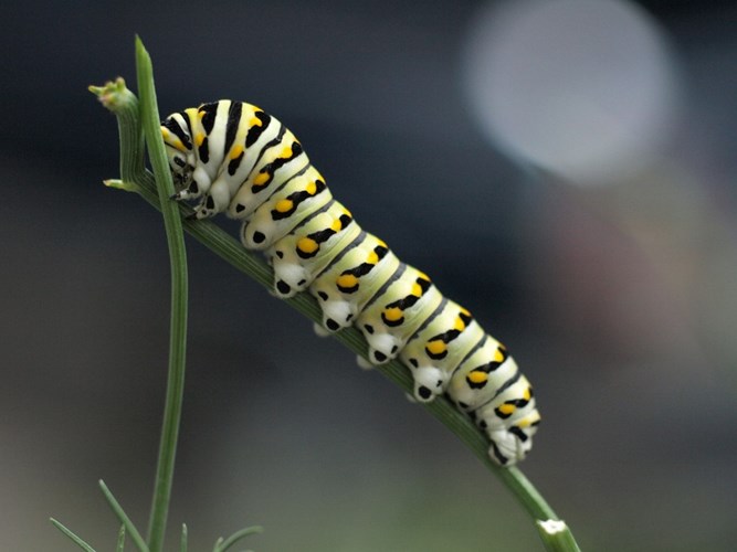 Picture 8 of Interesting facts that few people know about butterflies