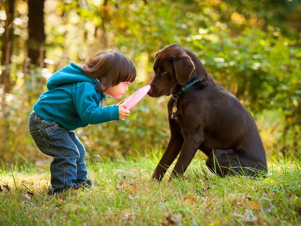Picture 1 of Interesting finding: Dogs also know how to be jealous like humans