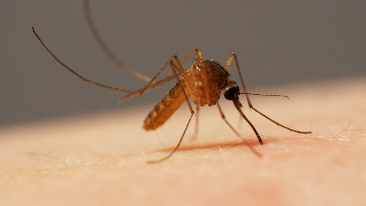 Picture 1 of Interesting findings about mosquitoes