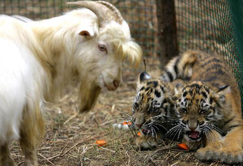 Picture 1 of Interesting: Goat raising tigers